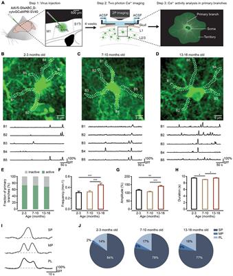 Astrocytes exhibit diverse Ca2+ changes at subcellular domains during brain aging